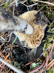 Cortinarius salor