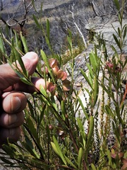 Dodonaea viscosa cuneata