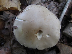 Tricholoma odorum