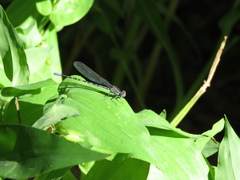 Argia immunda