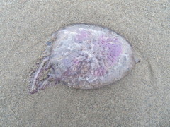 Pelagia noctiluca