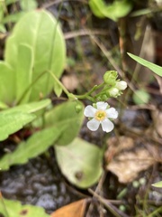 Samolus subnudicaulis