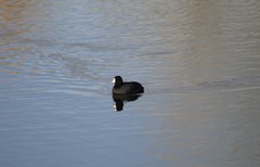 Fulica americana