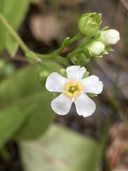 Samolus subnudicaulis