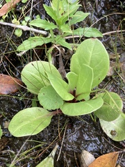 Samolus subnudicaulis