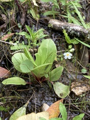 Samolus subnudicaulis