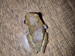 Dendropsophus anceps