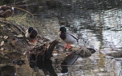 Anas platyrhynchos