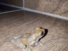 Dendropsophus anceps