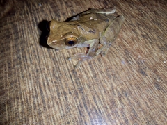 Dendropsophus anceps