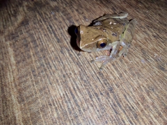 Dendropsophus anceps