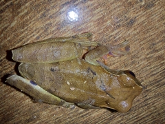 Dendropsophus anceps