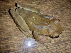 Dendropsophus anceps