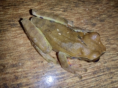 Dendropsophus anceps