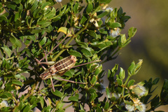 Mactruchus ischnodus