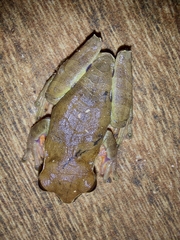 Dendropsophus anceps