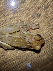 Dendropsophus anceps