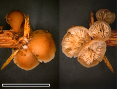 Lentinellus pulvinulus