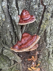 Ganoderma