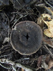 Sarcodon atroviridis