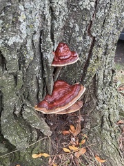 Ganoderma