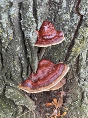 Ganoderma