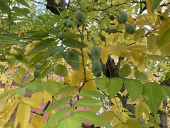 Styphnolobium