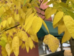 Styphnolobium