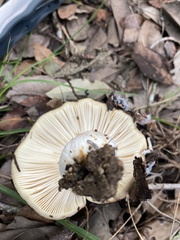 Hygrophorus subsordidus