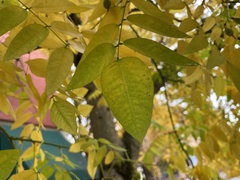 Styphnolobium