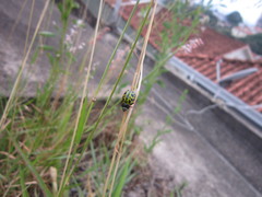 Calligrapha polyspila