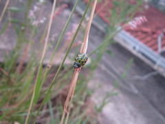 Calligrapha polyspila