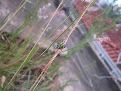 Calligrapha polyspila