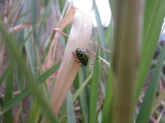 Calligrapha polyspila