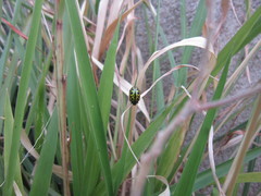 Calligrapha polyspila