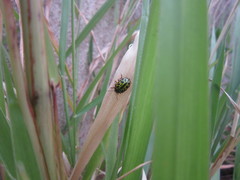 Calligrapha polyspila
