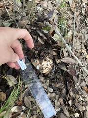 Hygrophorus subsordidus