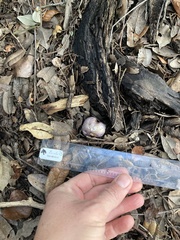 Hygrophorus subsordidus