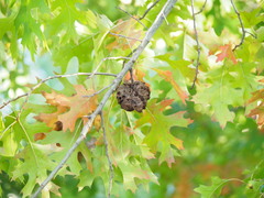 Callirhytis quercusclavigera