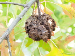 Callirhytis quercusclavigera