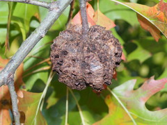 Callirhytis quercusclavigera