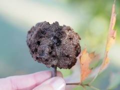 Callirhytis quercusclavigera