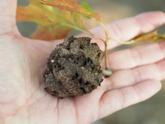 Callirhytis quercusclavigera