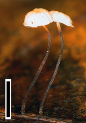 Gloiocephala xanthocephala