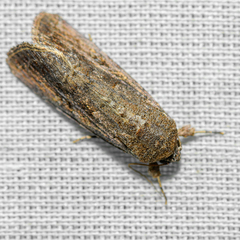 Spodoptera frugiperda