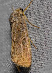 Spodoptera frugiperda