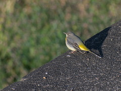 Motacilla cinerea
