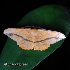 Pseudonadagara semicolor