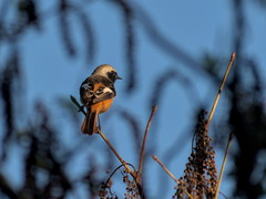 Phoenicurus auroreus
