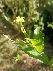 Mussaendeae